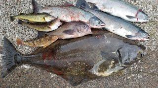 Multi-species Kayak Fishing Catch & Cook Halibut Salmon Rock Fish - Kayak fishing Alaska