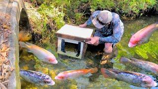 HOMEMADE FISH TRAP CATCHES BIG COLORFUL CREEK FISH