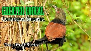 The Life of Birds  Greater Coucal  Centropus Sinensis