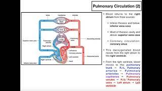 The Basics of Pulmonary Circulation