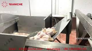 12500 BPH Broiler Chicken Slaughterhouse Poultry Processing Plant Line Slaughter Equipment