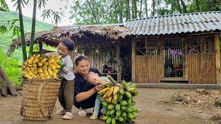 Harvesting bananas to sell at the market - bathroom destroyed by wind  Ha Thi Nhung