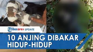 Sebanyak 10 Ekor Anjing di Pacitan Dianiaya dan Dibakar hingga Hangus Bangkai Dibiarkan Tergeletak