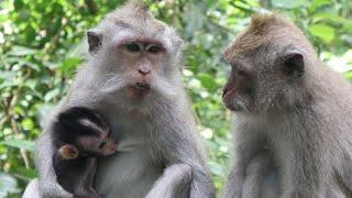 Sangeh Monkey Forest_Promotion-Video