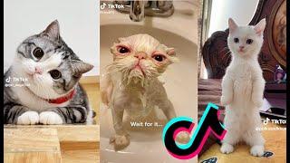 FUNNY CAT COMPILATION FUNNY CAT TIKTOK  