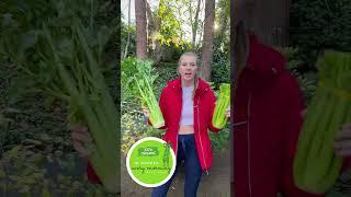 30 Day Celery Juice Cleanse and Detox Part 1