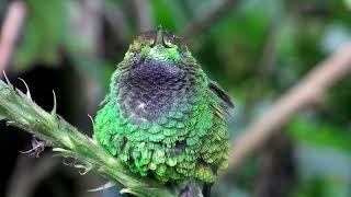 The Coppery-headed Emerald