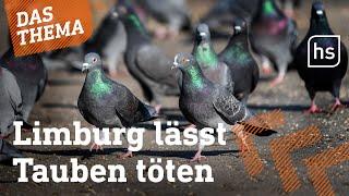 Bürger in Limburg stimmen für Tauben-Tötung I hessenschau DAS THEMA