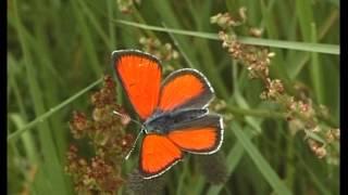 Schmetterlinge -- kleine Wunder der Natur