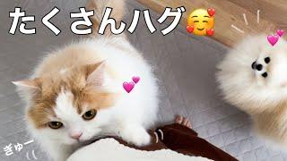 元気になった飼い主に嬉しくてハグしてくる猫と犬がかわいすぎた！