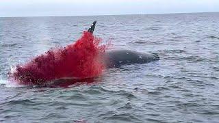 dead whale explodes on camera..