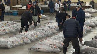 Tsukiji Fish Market Guide Tuna Auction and Breakfast Odyssey