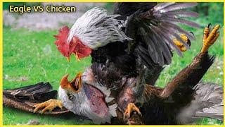 MOST DEADLY FIGHT BETWEEN EAGLE VS CHICKEN