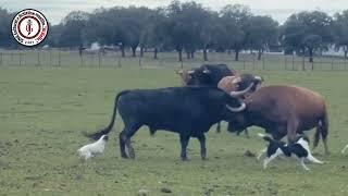 PELEA DE TOROS BRAVOS