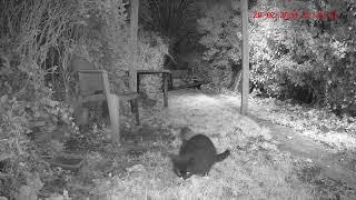 Hedgehog attacks a Cat that is eating his supper. Unbelievable footage. Short version