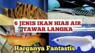 6 Jenis Ikan Air Tawar Langka dan Fakta Menariknya I Harganya Fantastis #SmartTv