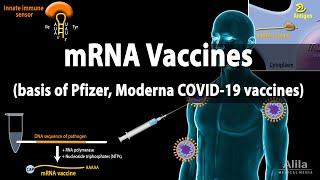 RNA Vaccines mRNA Vaccine - Basis of Pfizer and Moderna COVID-19 vaccines Animation