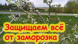 СЛИВА ЦВЕТЁТ А УРОЖАЯ НЕТ ЧЕМ ОБРАБОТАТЬ САД ВЕСНОЙ. ЗАЩИТА САДА и ОГОРОДА от ЗАМОРОЗКОВ и ХОЛОДА.