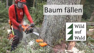 Wie fällt man einen Baum? Makita Schlagschrauber und Spindel-Fällkeil Forstreich #wildaufwald