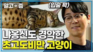 고부해 하면서 이런 고양이는 처음 봤어요 몸무게만 8.6kg? 나응식 수의사도 깜짝 놀라게 만든 역대급 뚱뚱한 초거대 고양이│고양이를 부탁해│알고e즘