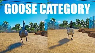 Goose Category Speed Race in Planet Zoo Canada goose versus the Cape Barren Goose.