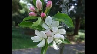 Malus x robusta