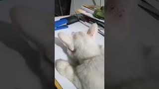 একটু বসছিলাম পড়তে  বাকিটা যা করলো ইতিহাস #cat #cats