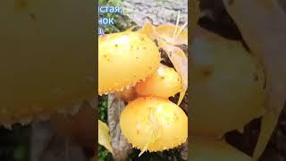 Королевский опенок или чешуйчатка золотистая   #природабеларуси #grzyby #pilze #mushrooms #походвлес