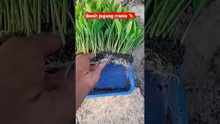 Corn seeds benih tanaman jagung siap tanam manis#shorts