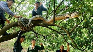 6 Brave Hunters Surrounded The Giant Python Monster On A Tall Tree To Help The People