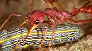 Facts About Ants  - Secret Nature  Ant Documentary  Natural History Channel