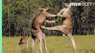 The Greatest Fights In The Animal Kingdom Part 1  BBC Earth