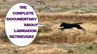 Learn About Labrador Retrievers FULL Documentary