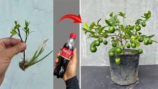 SPECIAL TECHNIQUE for propagating lemon trees using Coca-Cola to produce many flowers and fruits