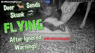 Deer  Sends Skunk  Flying After Ignored Warnings @BWHQ - 6.18.24