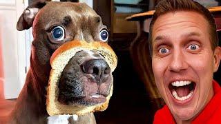 Funny Dogs And Cats Videos 2023  - Best Animal Video Compilation Of The Month 