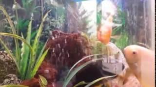 Tropical Fish In Tank - This Will Reax You - Filmed By OldfmanRiver