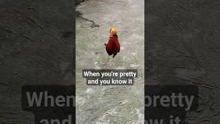 Golden pheasant at Bentong Farm. #bird #animals #animal