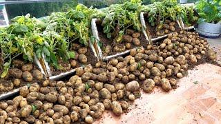 Many Tubers Came Unexpectedly This Is How I Grow Potatoes On Terrace Super Effectively