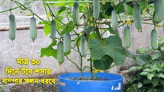 মাত্র ৩০ দিনে টবে শসার বাম্পার ফলন ধরবে  টবে শসা চাষ করার পদ্ধতি  How to Grow Cucumbers in Pots