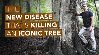 The New Disease Thats Killing An Iconic Tree