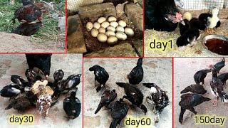 Chicken Growth Day By Day  Aseel Chicks Growth Day 1 to 5 Months  Punjab Aseel lovers