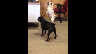 Pugs at office