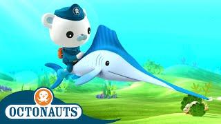 Octonauts - Sailing with Speedy Sailfish  Full Episode 24  Cartoons for Kids