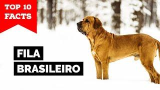 Fila Brasileiro - Top 10 Facts