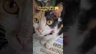 Simply Cats  #trending #cuteanimal #catlover #cutecat #cat #viral