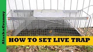 How To Set Live Trap Use Havahart Trap Squirrels