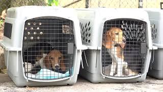 Animal Protection Unit Transports 33 Beagle Puppies