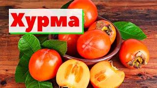 Хурма  Как это сделано  KakiPersimmon