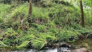 Relaxing water and bird sounds.. Small beautiful stream nature spring.. Sleeping music